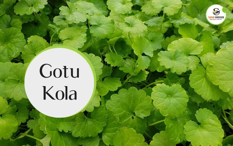 Gotu Cola