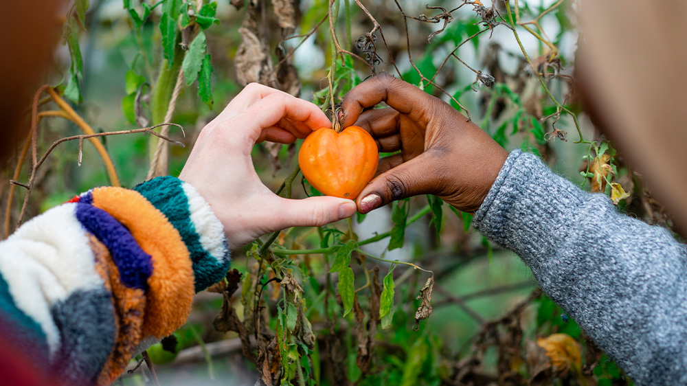 concetto di armonia di giardinaggio